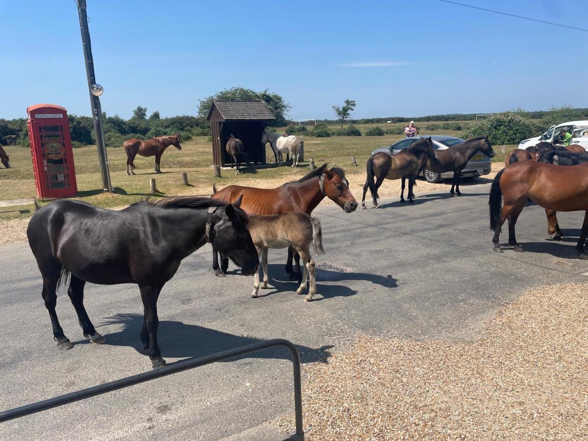 New Forest View Бюли Екстериор снимка