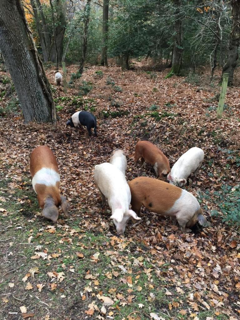 New Forest View Бюли Екстериор снимка