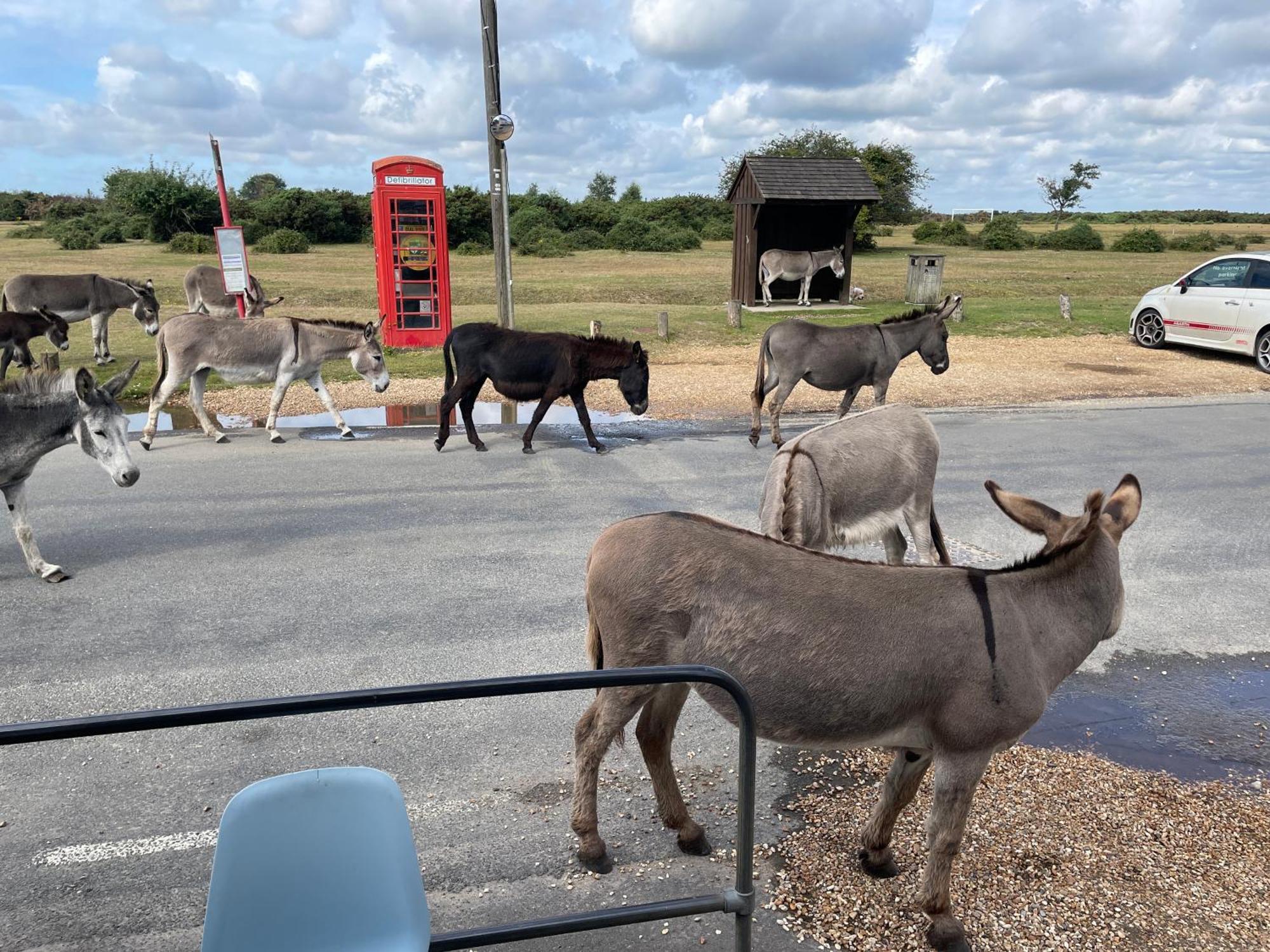 New Forest View Бюли Екстериор снимка